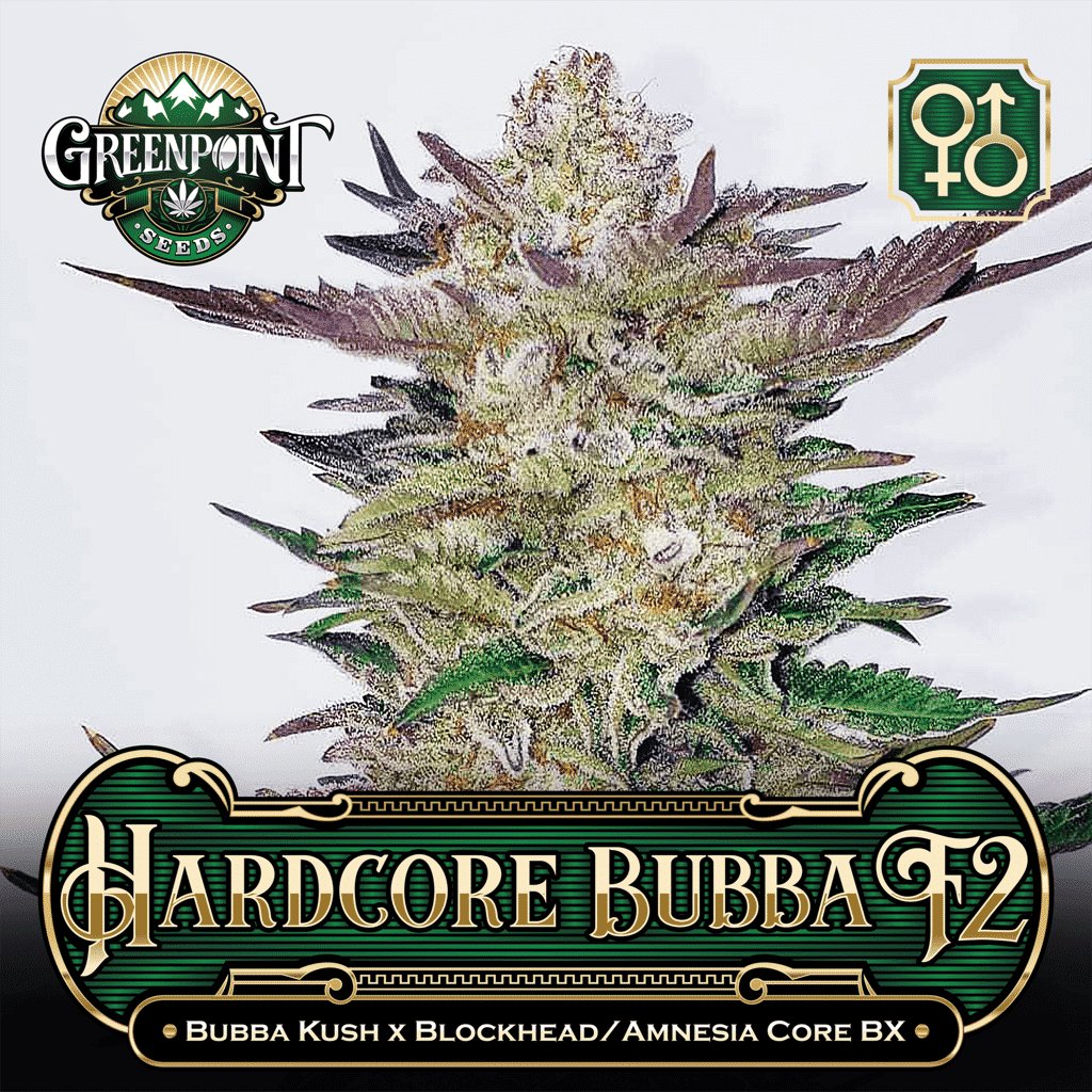 Bubba Kush x Blockhead/Amnesia Core BX Seeds - Hardcore Bubba F2 Cannabis Seeds - Colorado Seed Bank