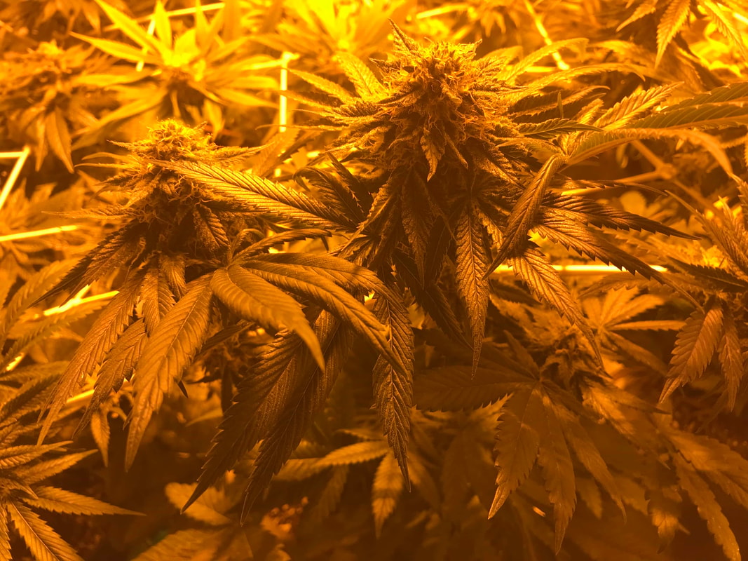 Image #1 from WVEliteGenetics