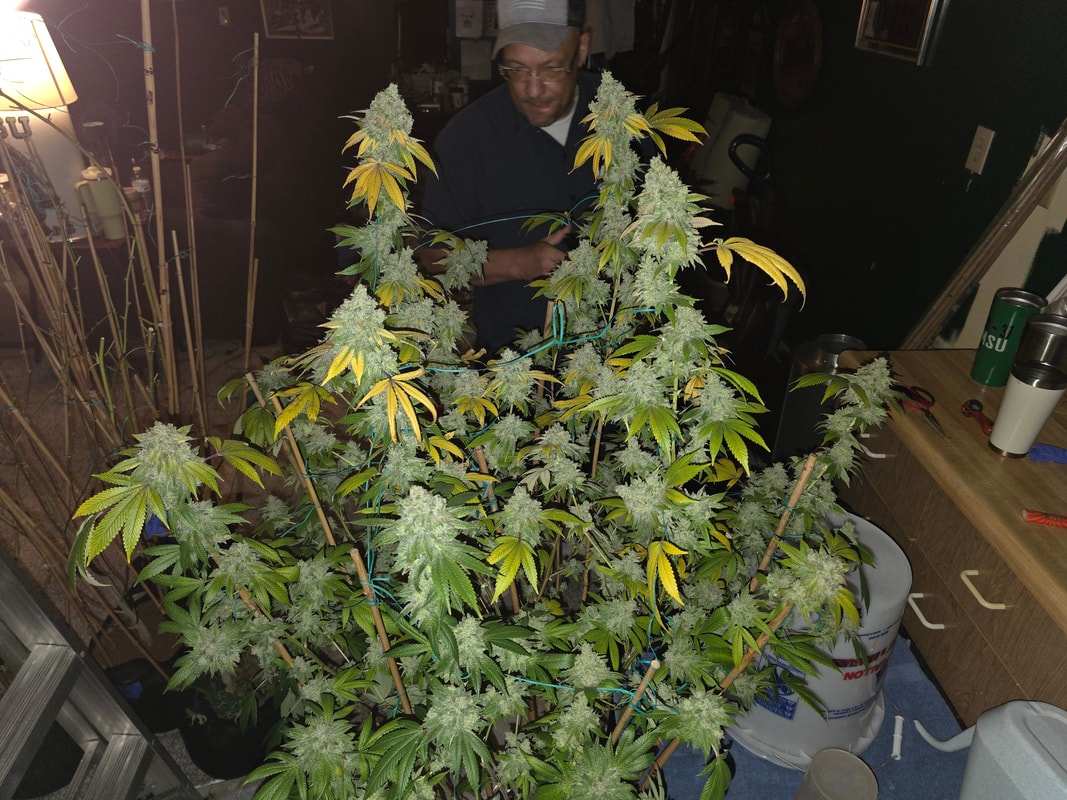 Image #1 from St3chillb420
