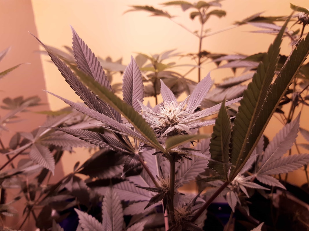 Image #1 from doggodaze
