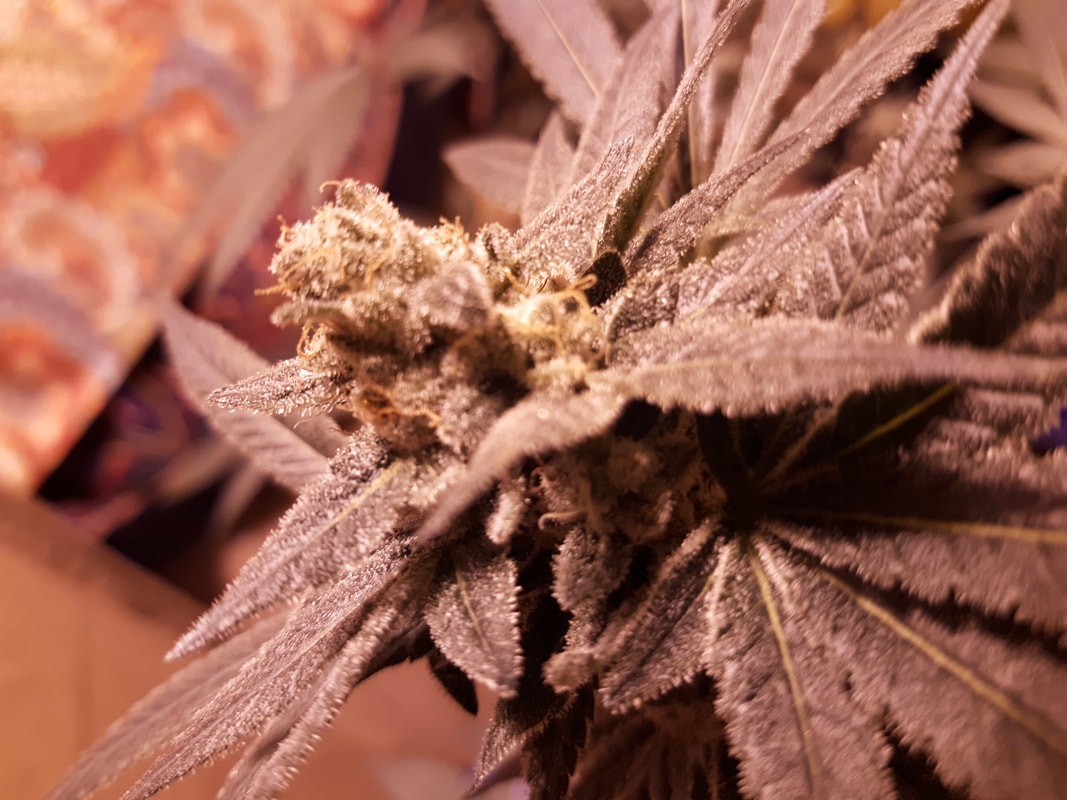 Image #1 from doggodaze