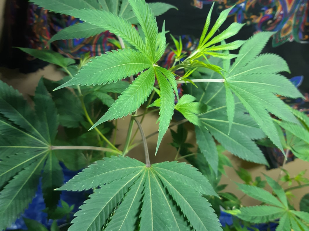 Image #1 from doggodaze