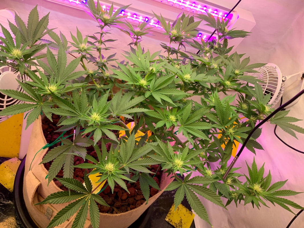 Image #2 from Purpthumb
