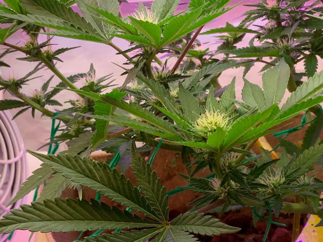 Image #3 from Purpthumb