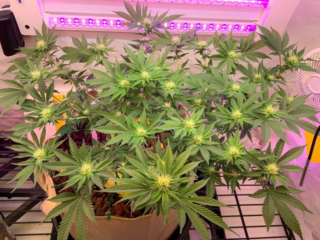 Image #4 from Purpthumb