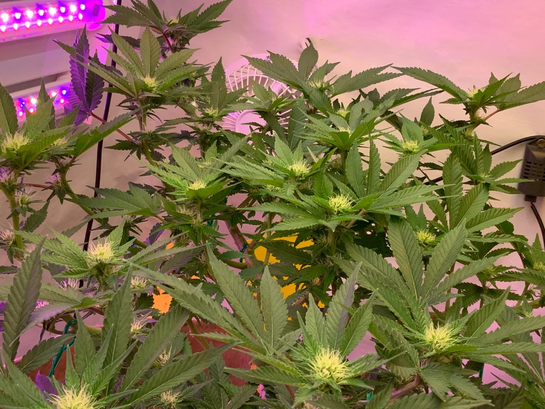 Image #1 from Purpthumb