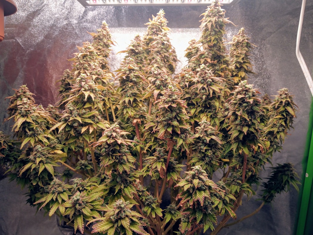 Image #2 from Hollywood Meds