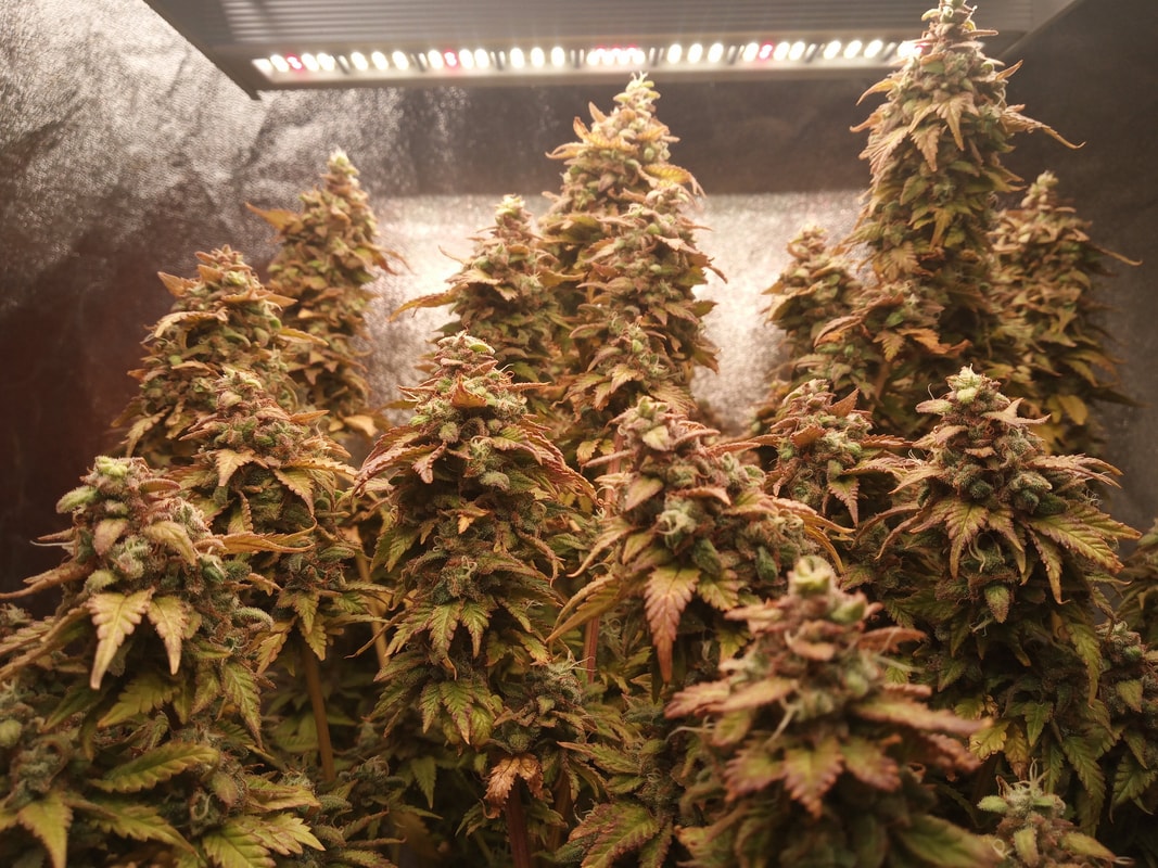 Image #4 from Hollywood Meds