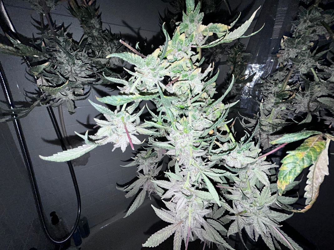 Image #2 from Keif Murray