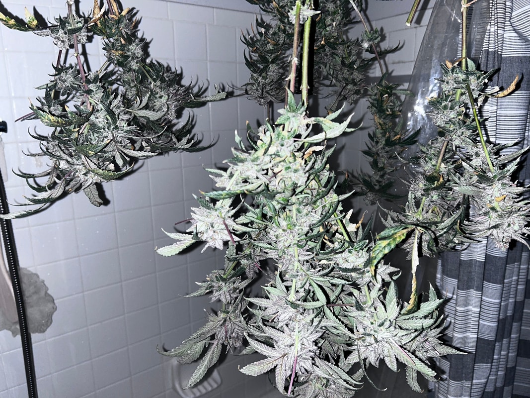Image #3 from Keif Murray