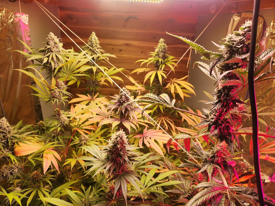 Image #1 from Swamp Grower