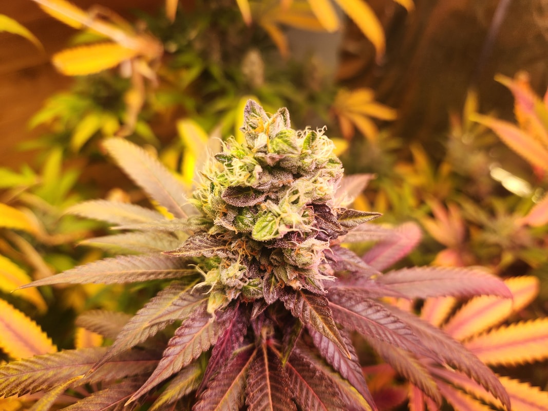 Image #2 from Swamp Grower