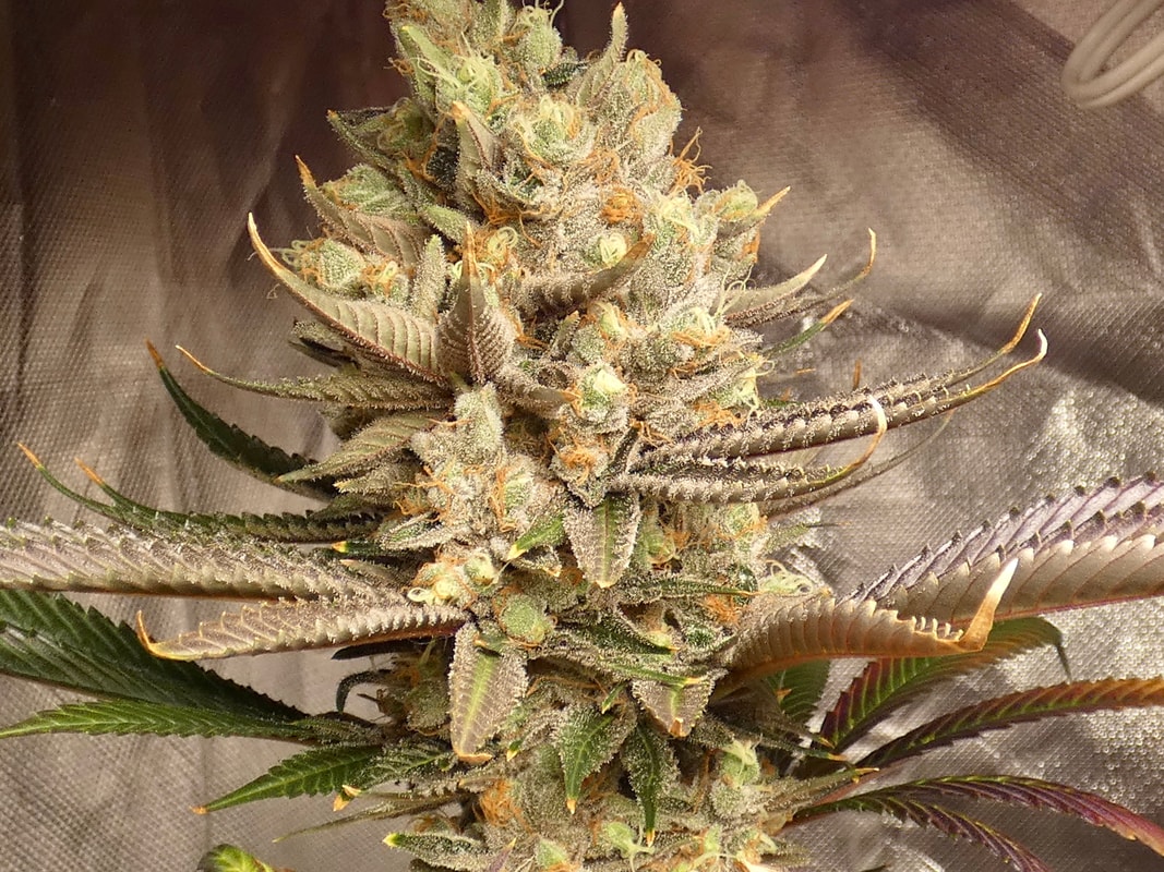 Image #2 from 1830Genetix