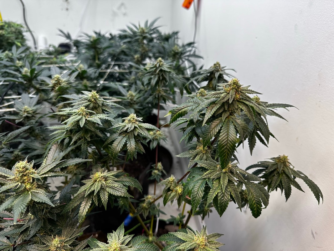 Image #3 from Keif Murray