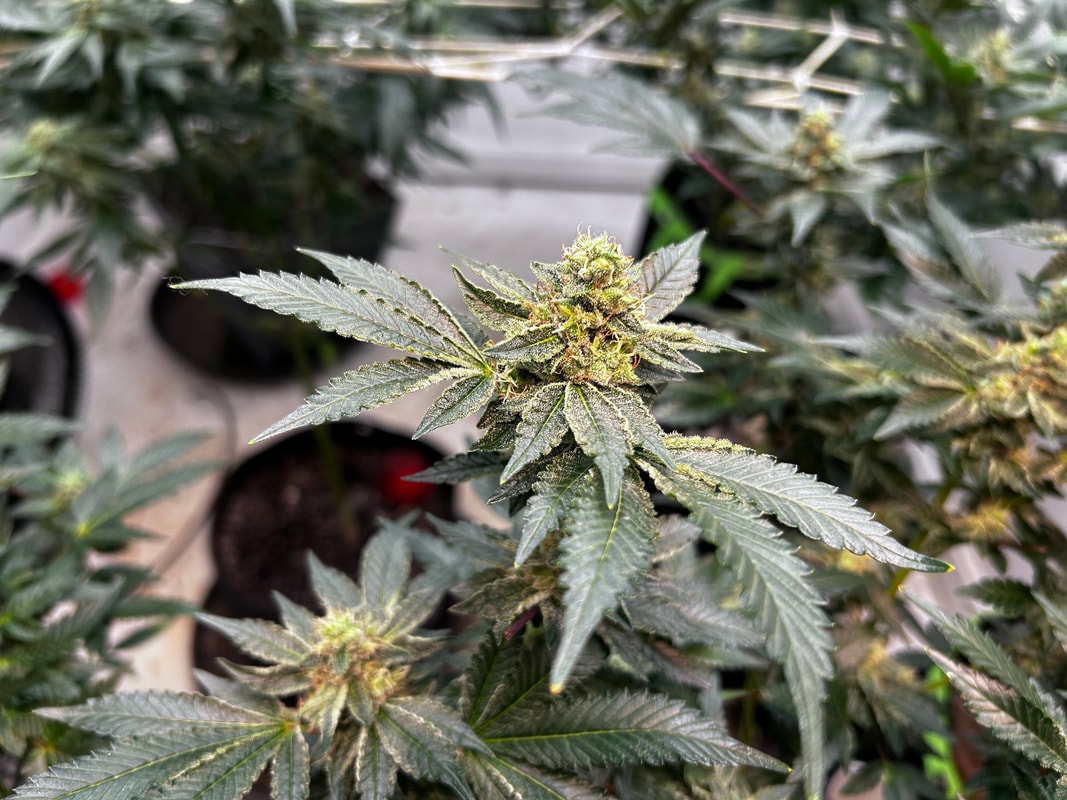 Image #2 from Keif Murray