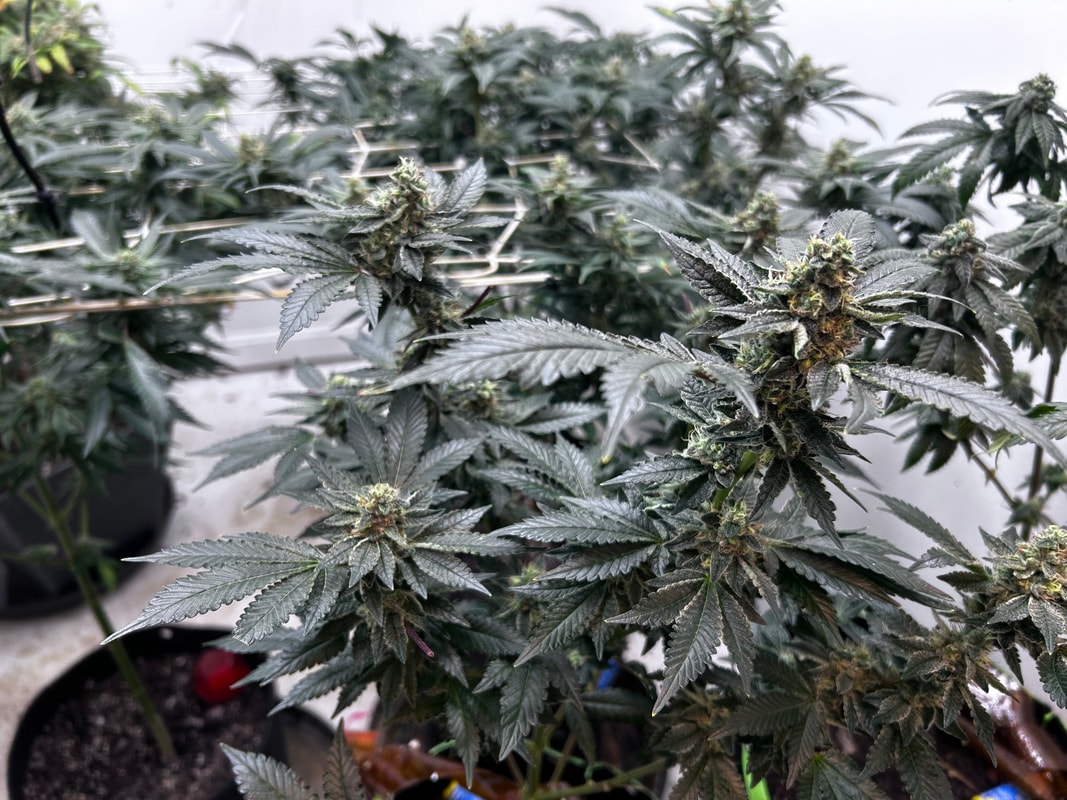 Image #1 from Keif Murray