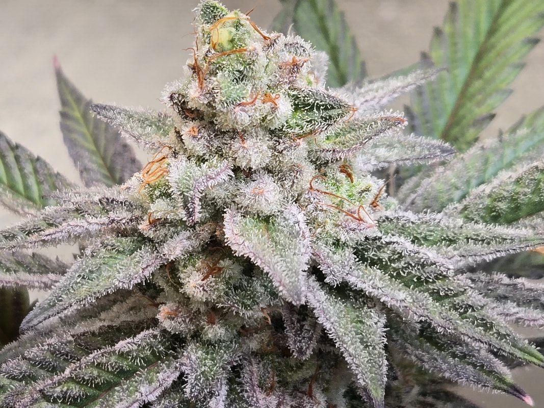 Image #3 from Thatguy420