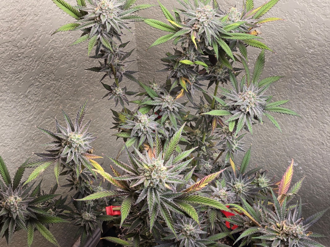 Image #1 from Thatguy420