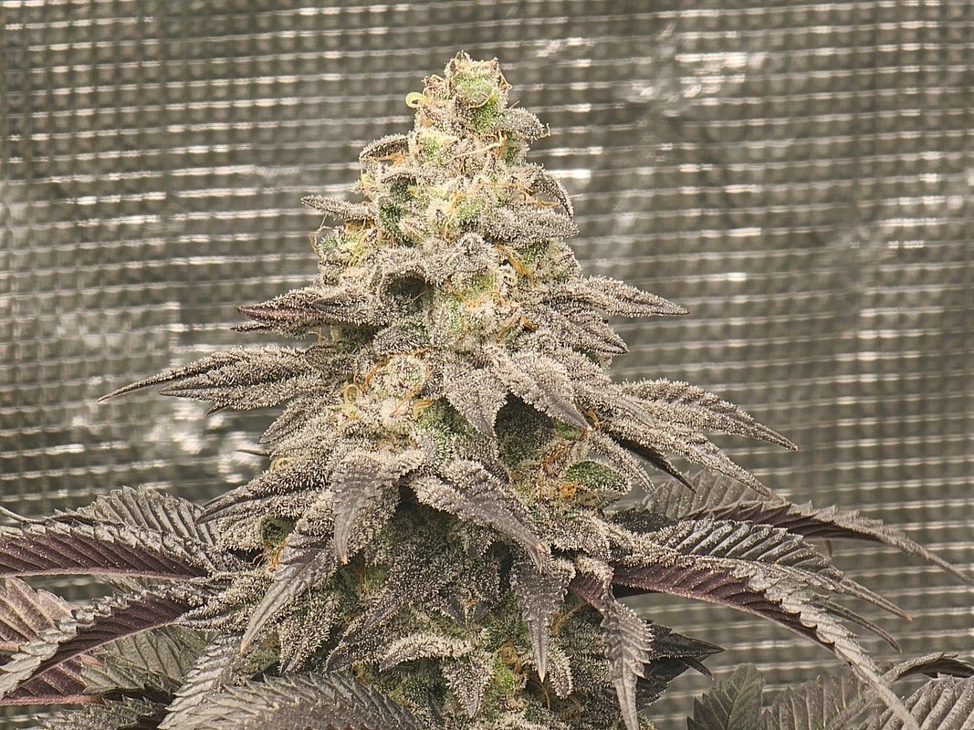 Image #1 from Kg