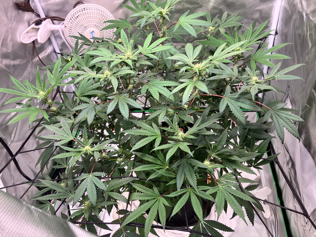 Image #1 from Granddaddykey320