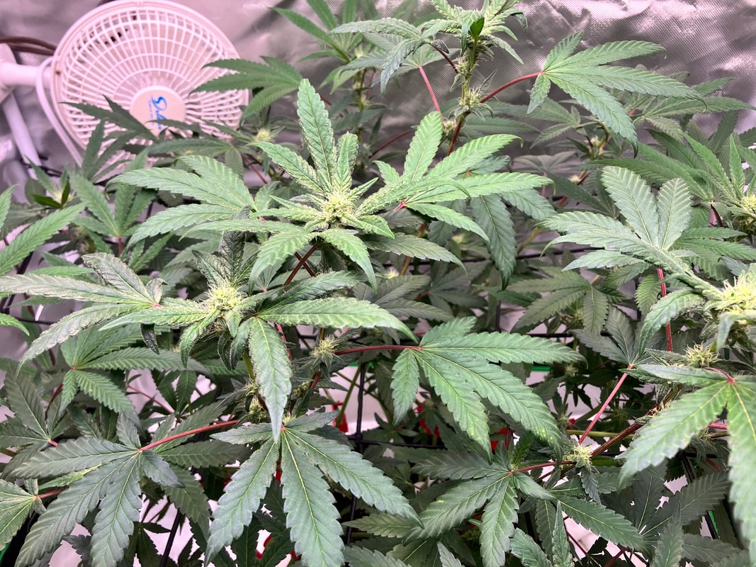 Image #2 from Granddaddykey320