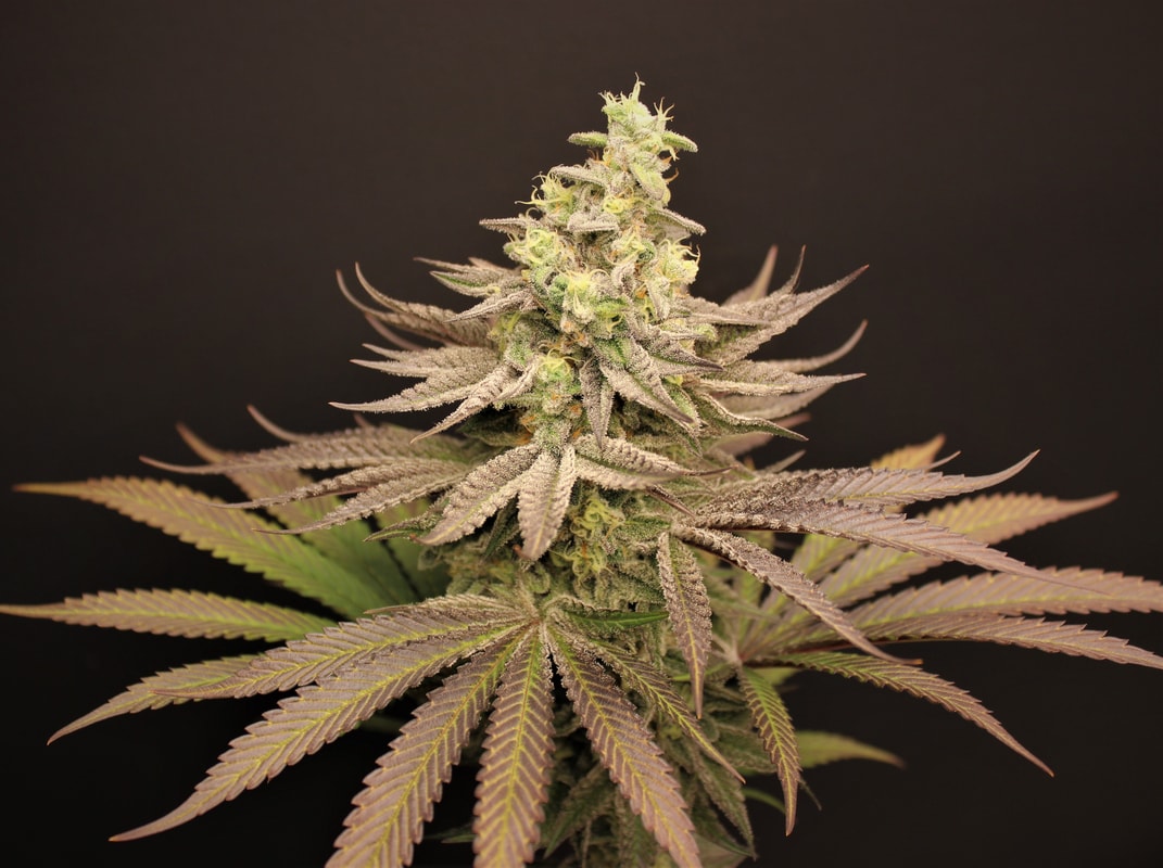 Image #1 from SynergyBudzz