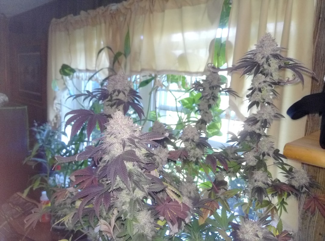 Image #1 from GreenPointGrower93