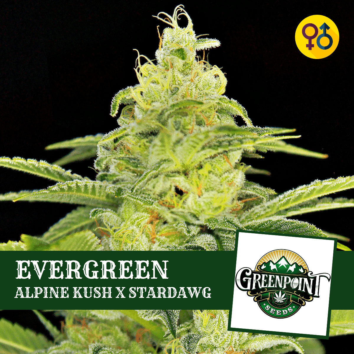 Alpine Kush Seeds - EVERGREEN - Greenpoint Seeds
