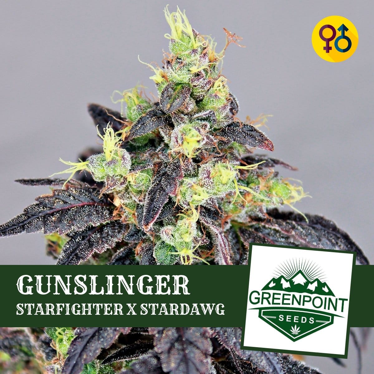 Starfighter X Stardawg Strain - Gunslinger - Greenpoint Seeds