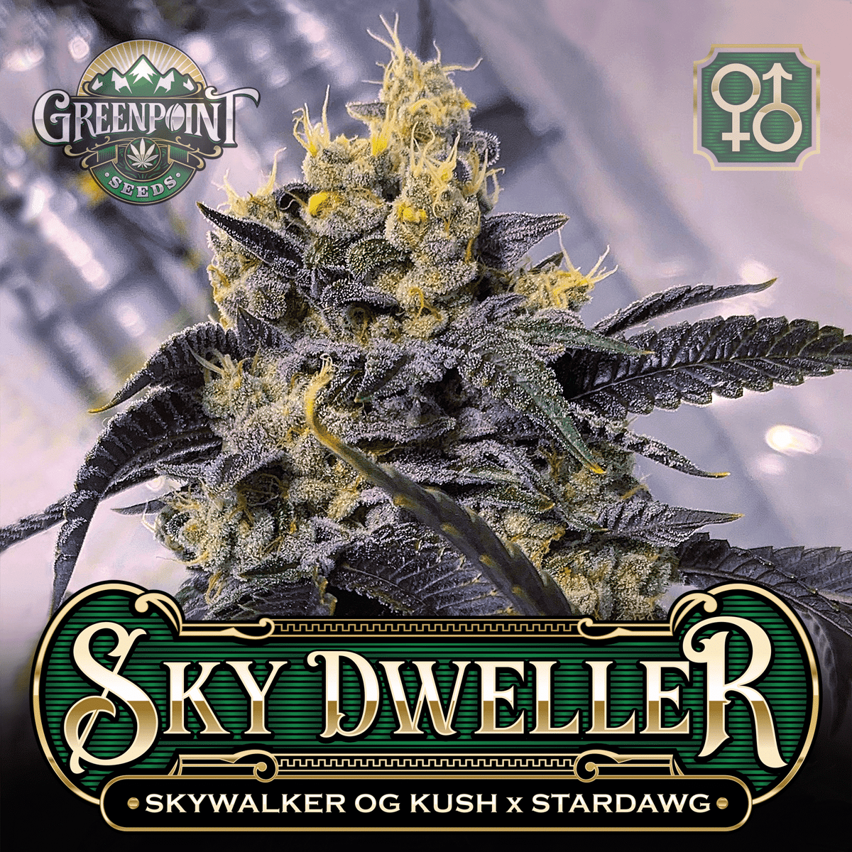 Tahoe Alien #5 x Stardawg Seeds | Sky Warden Cannabis Seeds - USA
