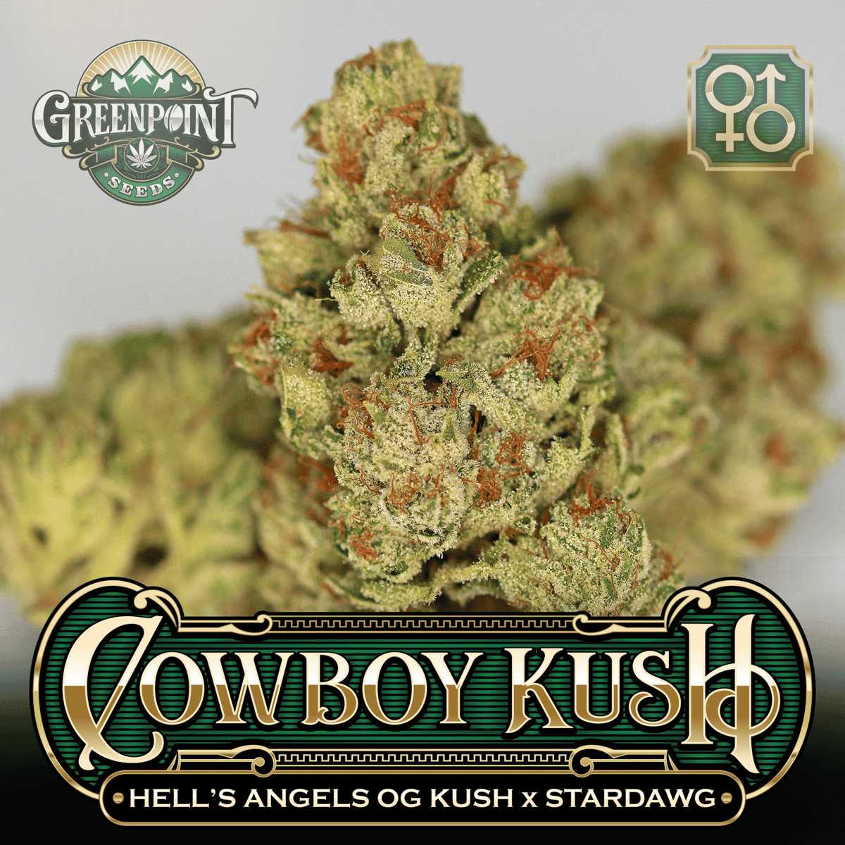 Hell's Angels OG Kush x Stardawg Seeds | Cowboy Kush Cannabis Seeds - US Seed Bank