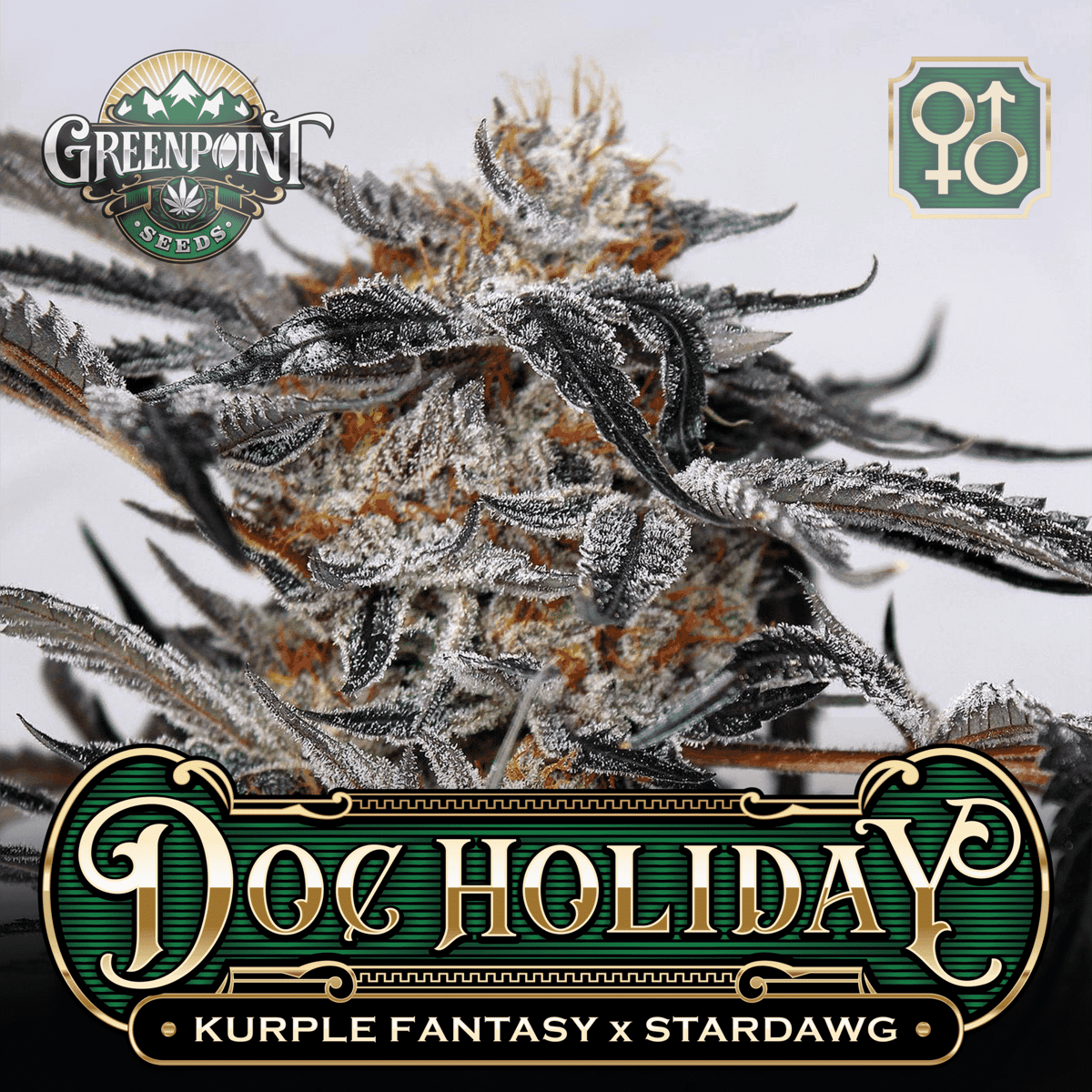 Kurple Fantasy x Stardawg Seeds | Doc Holiday Cannabis Seeds - US Seed Bank