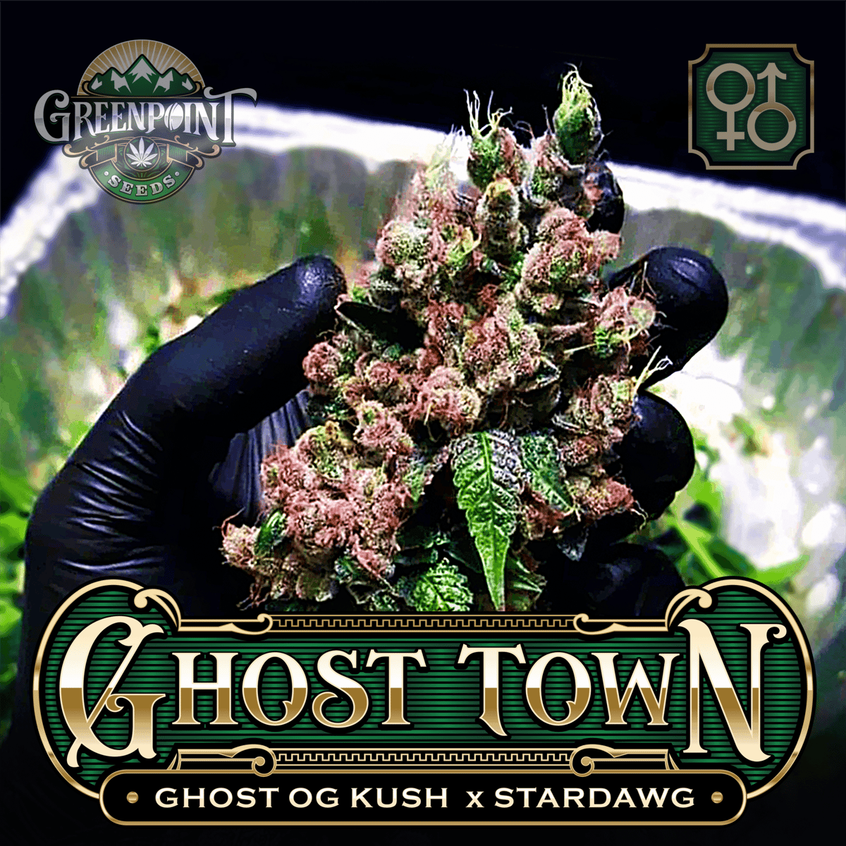Ghost OG Kush x Stardawg Seeds | Ghost Town Cannabis Seeds