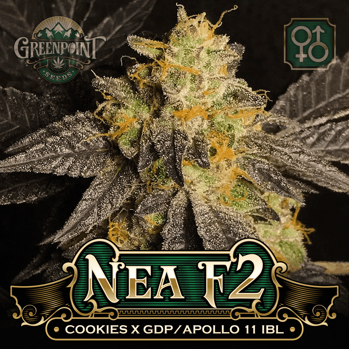 Cookies x (Granddaddy Purple x Apollo 11 IBL) Seeds - Nea F2 Cannabis Seeds