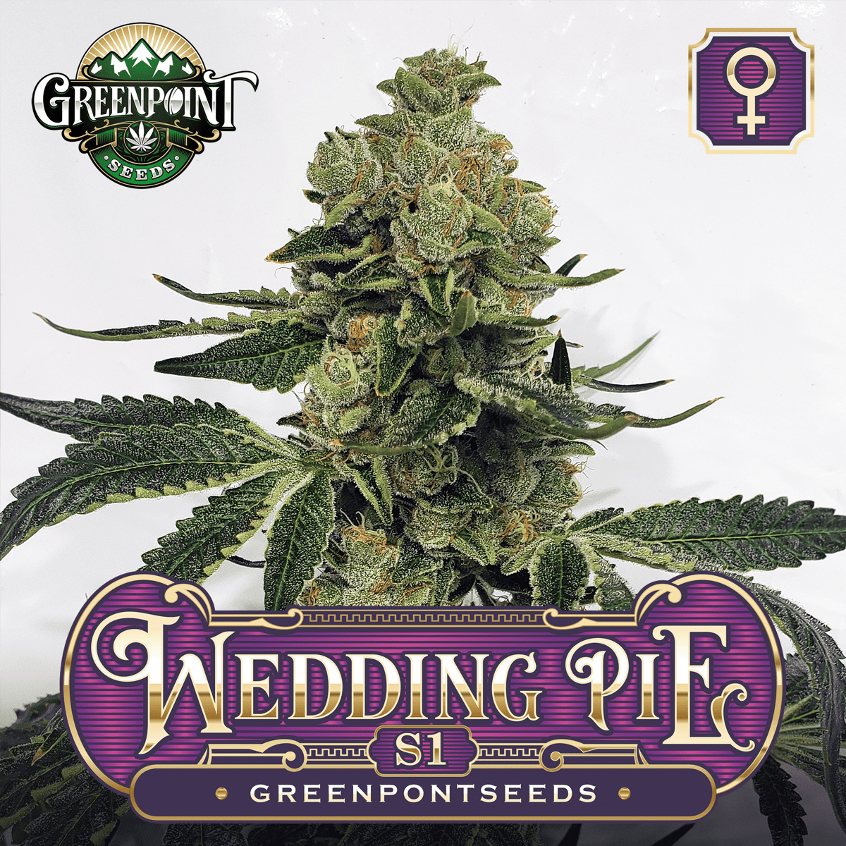 Wedding Pie S1 Female Cannabis Seeds