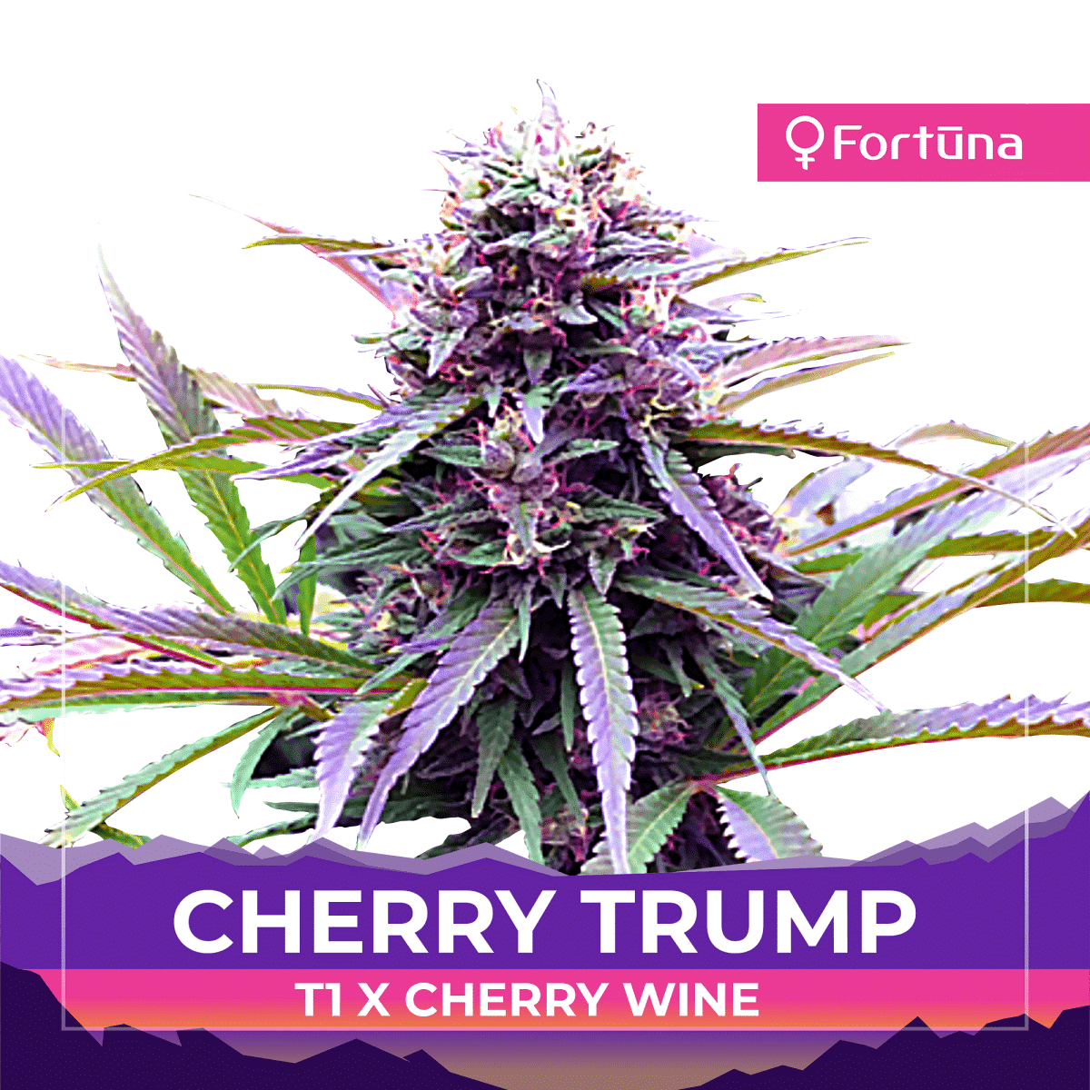 Cherry Trump Feminized Seeds - T1 x Cherry Wine Hemp Genetics - Fortuna Hemp