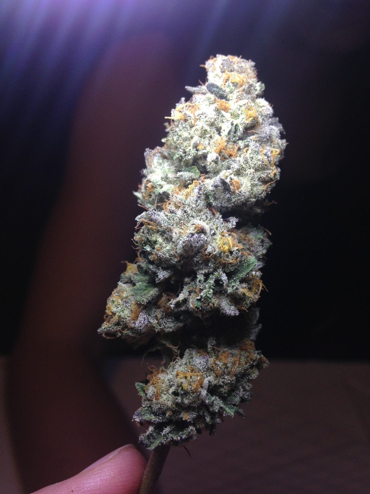 Girl Scout Cookies (Forum cut) dried trimmed flower