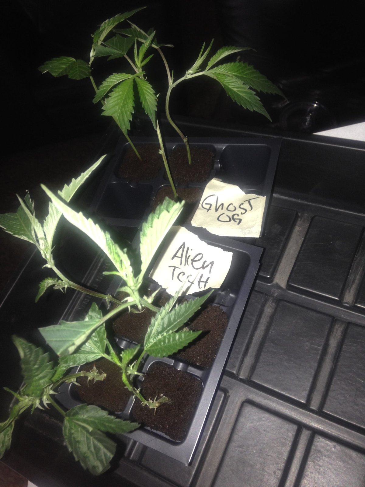 Other Clones