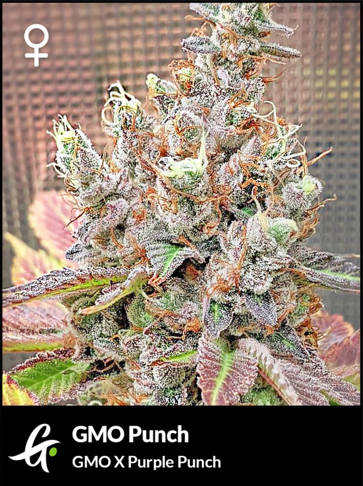 product photo for GMO Punch cannabis seeds