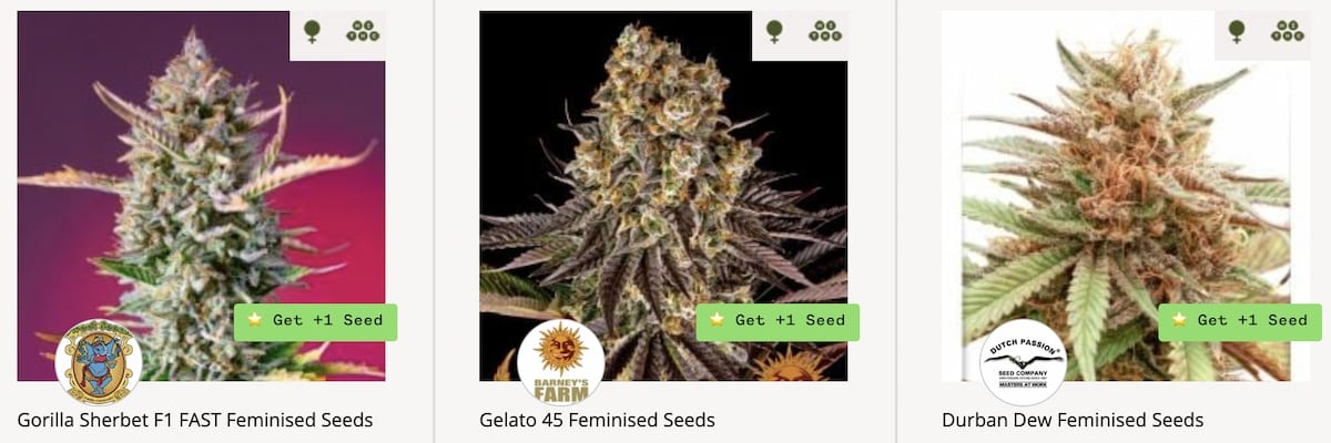 Seedsman Feminized Seeds