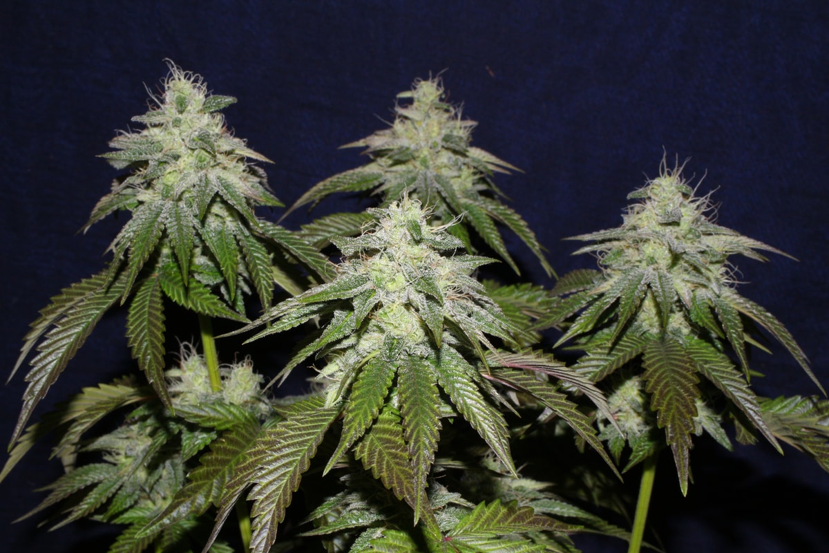 Image #2 from 3vergreen