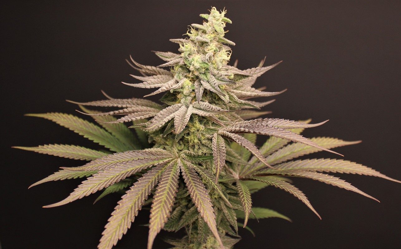 Image #2 from SynergyBudzz