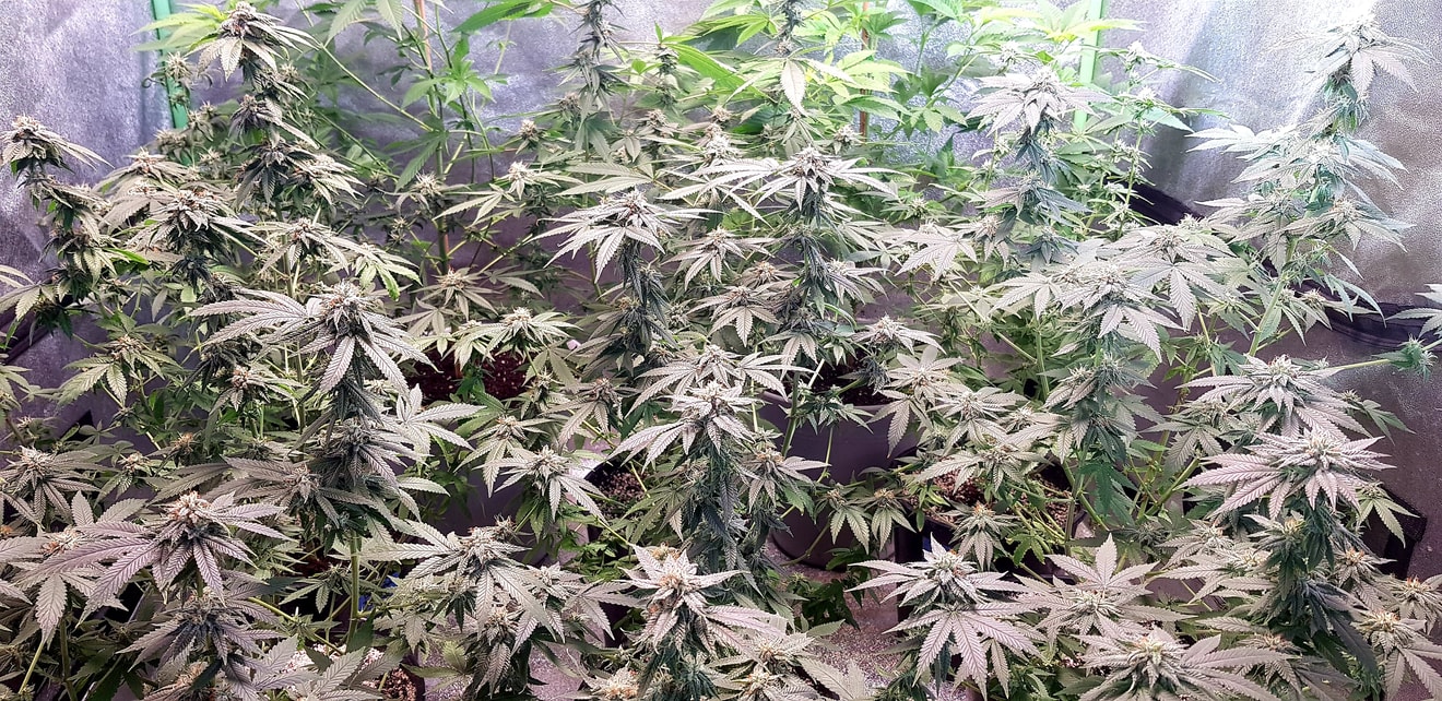 Image #3 from KEGGERS
