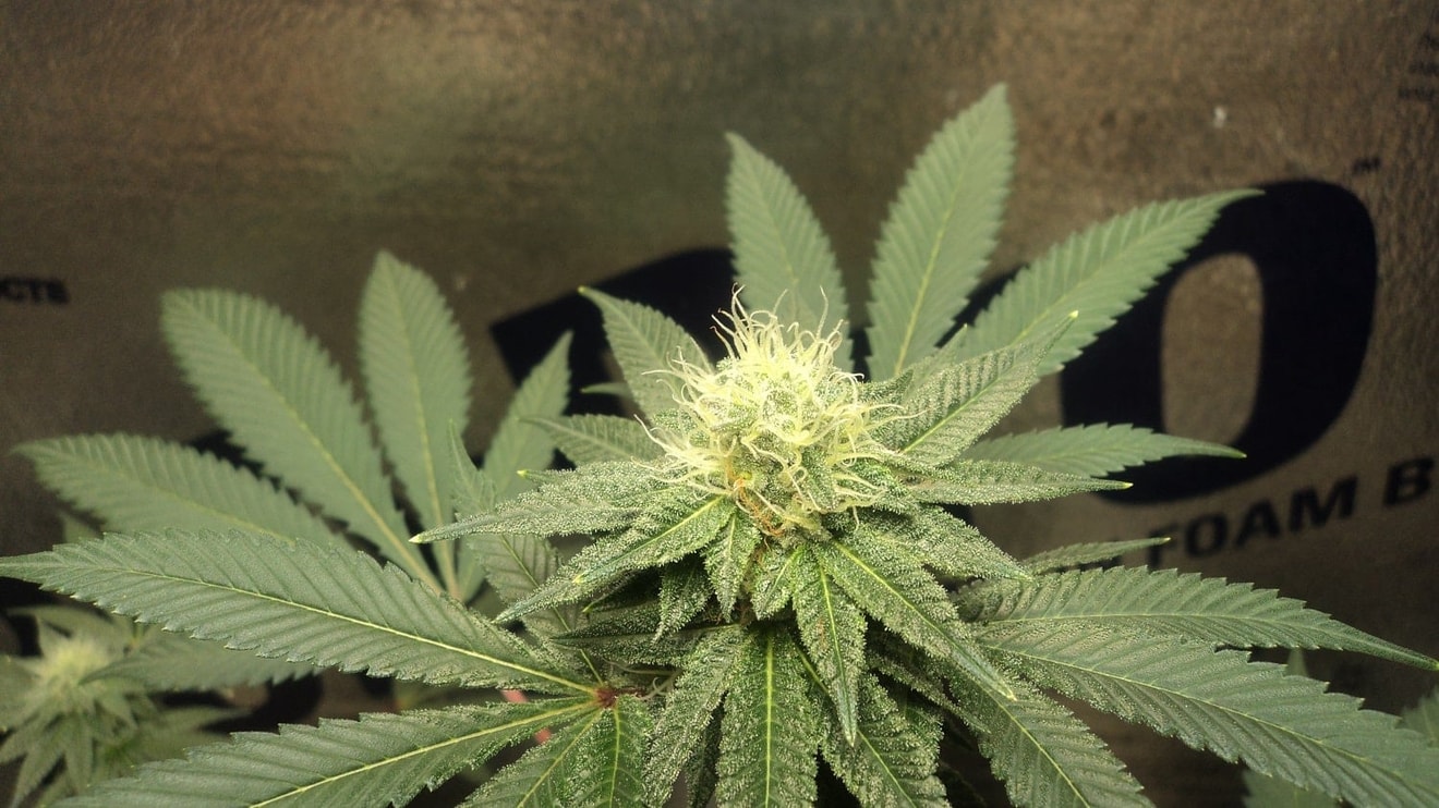 Image #1 from Samhigh