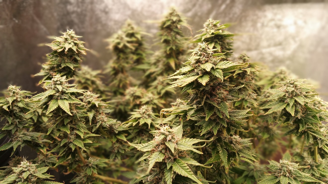Image #4 from Hollywood Meds