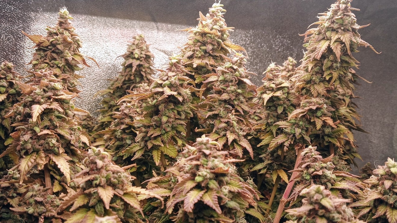 Image #3 from Hollywood Meds