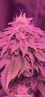 Image #1 from Dennis