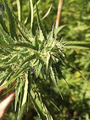 Image #1 from Anonymous