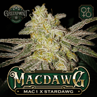 Mac 1 x Stardawg Cannabis Seeds - MacDAWG Seeds | Greenpoint Seeds Colorado Seed Bank