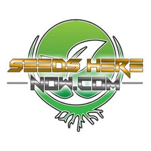 Seeds Here Now Logo
